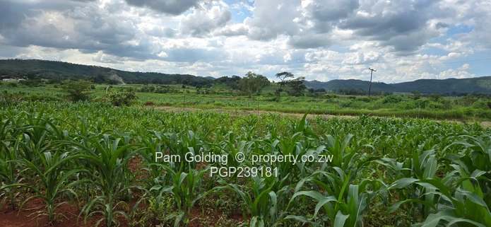 Spacious residential stand near the gold