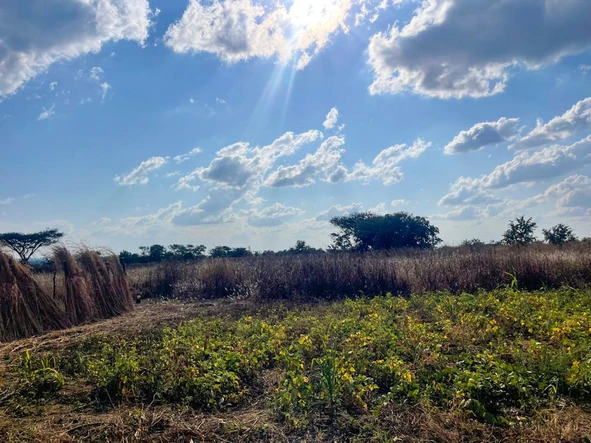 Farm & Agricultural Land