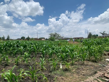 Stands & Residential Land