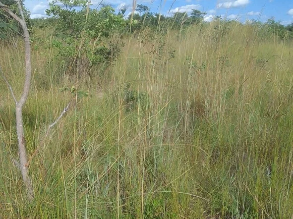 Farm & Agricultural Land