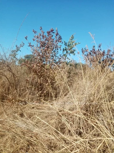 Chegutu Plots