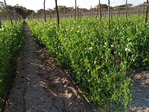 Beatrice Farm for sale 