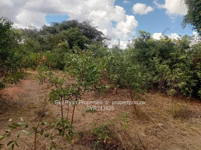 Msasa Industrial Stand For Sale