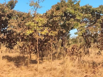 Farm & Agricultural Land