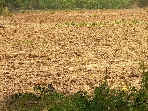 Farm & Agricultural Land