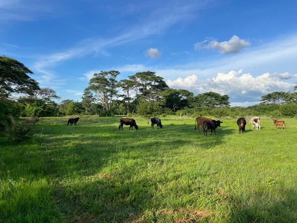 Farm & Agricultural Land