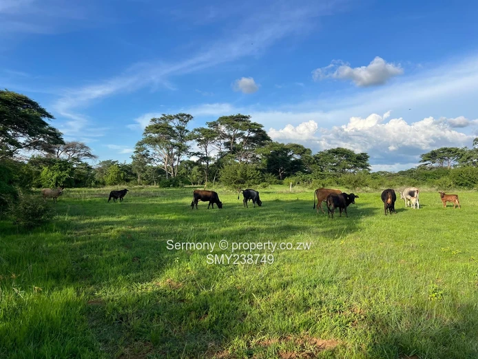 Agricultural Farm For Sale