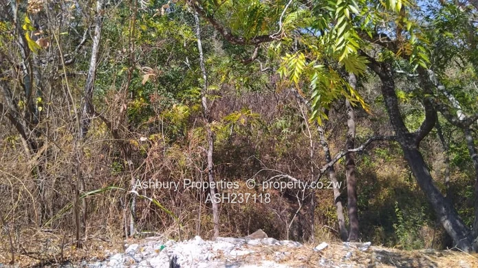 5,000 m² Glen Lorne — Sloping, Tree-lined Building Plot