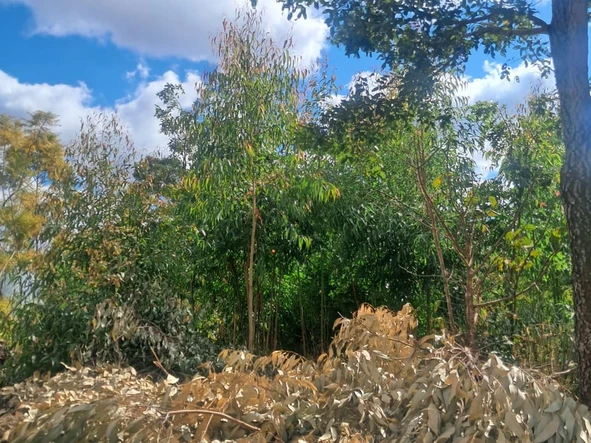 Commercial & Industrial Land