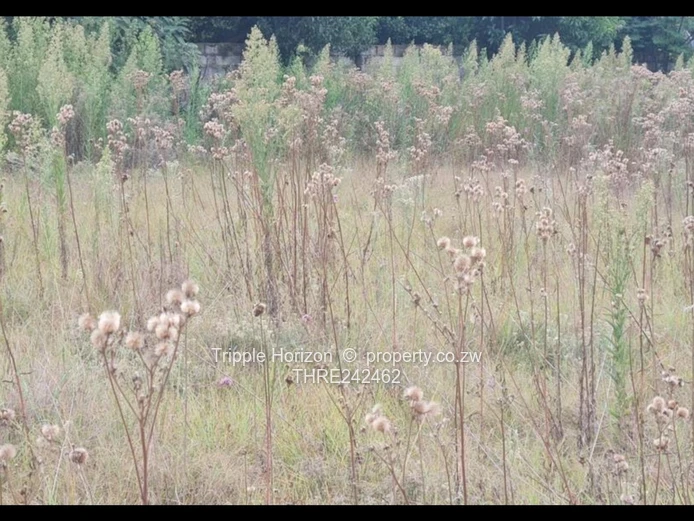 11,200 m² Grassy Parcel with Wildflowers — Highlands, Harare North