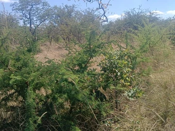 Farm & Agricultural Land