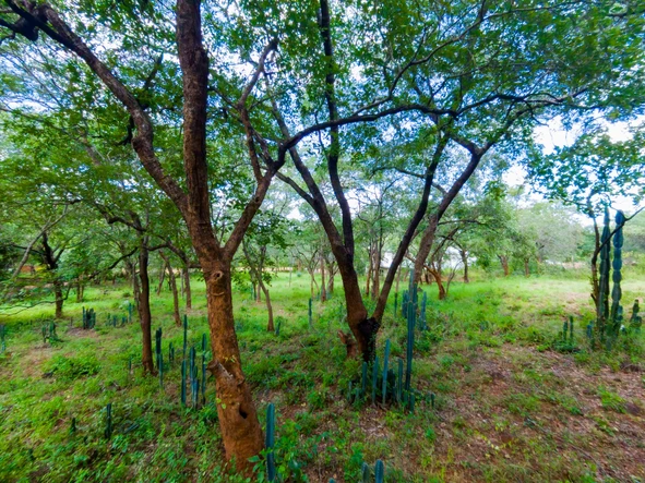 Stands & Residential Land