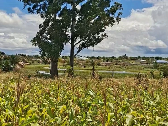 Farm & Agricultural Land