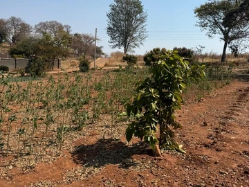 Stands & Residential Land