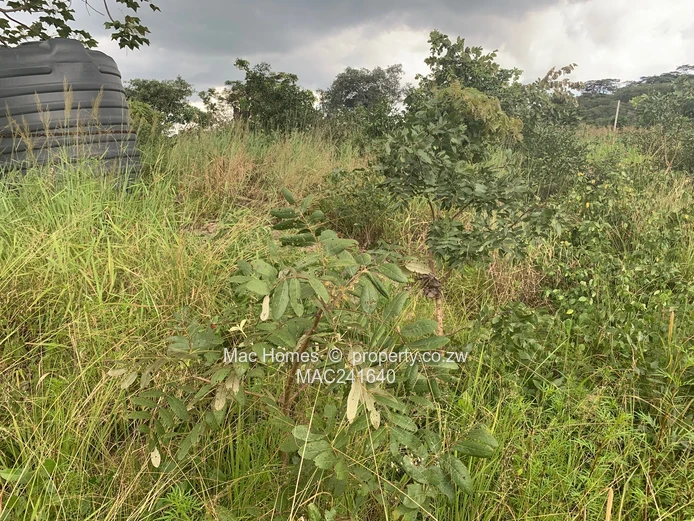 Crowhill In-Fill Stand for Sale (Sole Mandate)