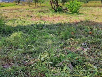 Land