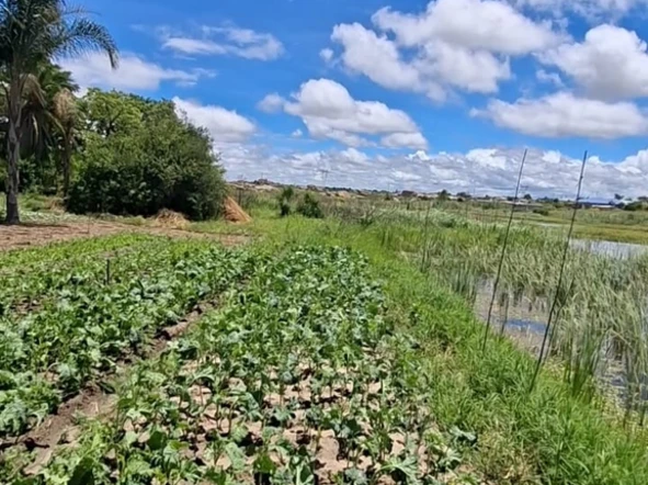 Farm & Agricultural Land