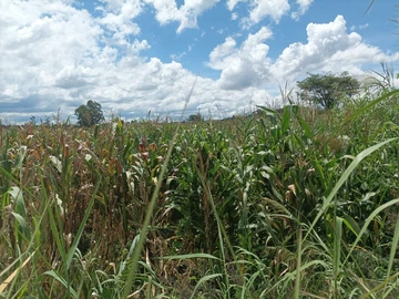 Land