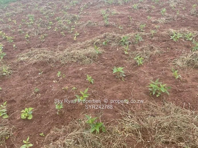 Chegutu Drummond Farm For Sale