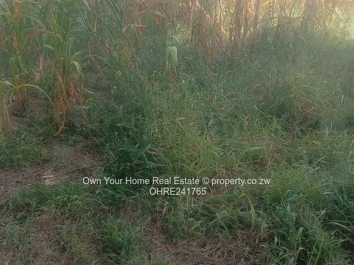 2000 m² Hatfield Stand — Walled Plot with Mature Trees