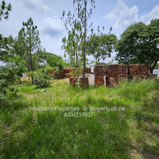 A rare to find stand at the Heart of Glen Lorne on Folyjon Crescent.