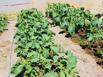 Farm & Agricultural Land