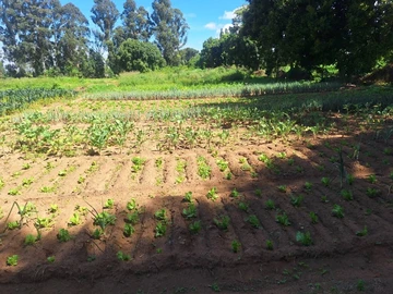 Farm & Agricultural Land