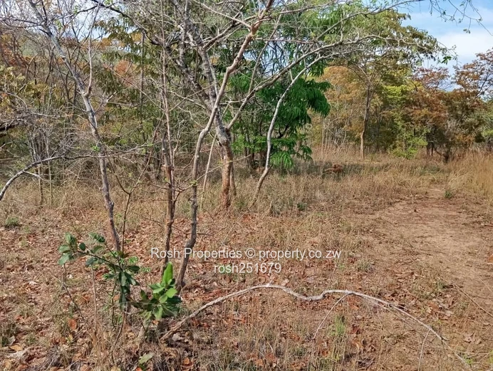 Dora-Virgin Land 5,000 sqm Plot