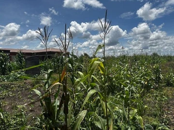 Build Your Dream Home