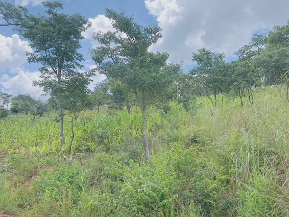 Stands & Residential Land