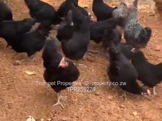 Shamva 1ha Farm: Poultry, Pigsty, cottage, borehole