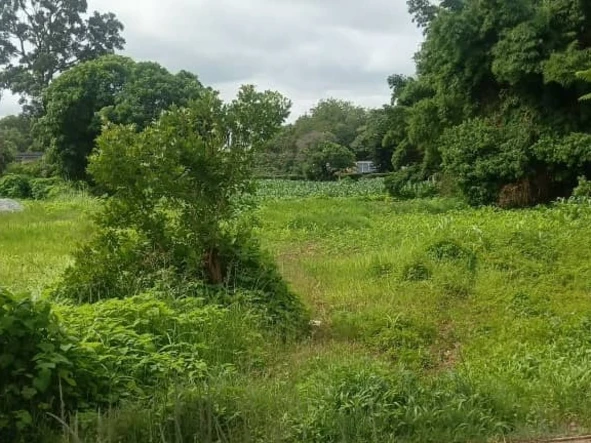 Stands & Residential Land