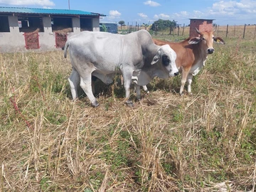 Farm & Agricultural Land