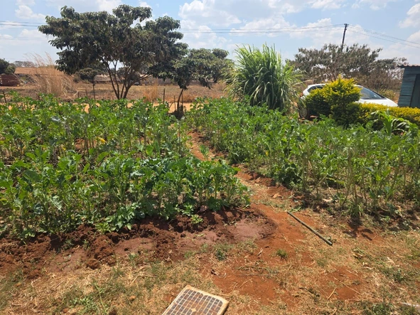 Stands & Residential Land