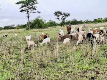 Farm & Agricultural Land