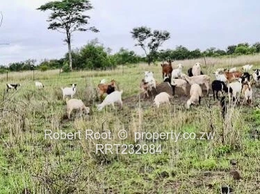 Unlock your faming potential in Beatrice