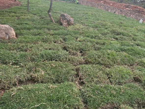 Stands & Residential Land