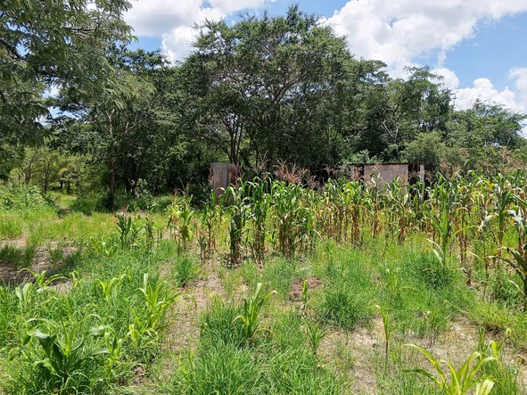 Farm & Agricultural Land