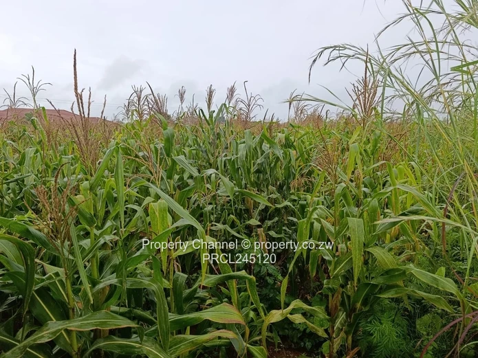 Prime 2,279sqm Stand for Sale in Mt Pleasant Heights – Ideal for Your Dream Home or Investment