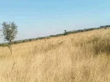Farm & Agricultural Land