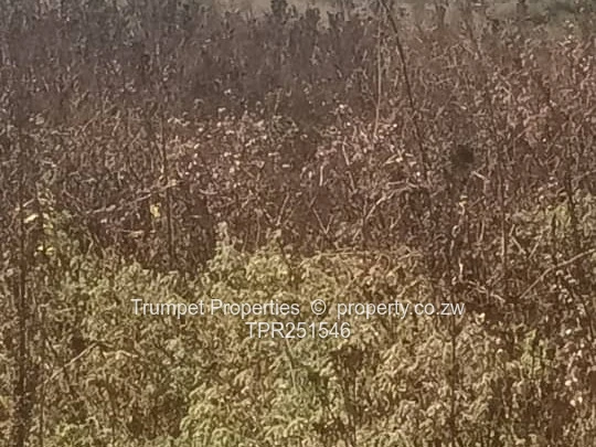 75 Hectare farm , with 3 Dams in Chivhu for Sale (Sole Mandate)