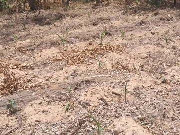 Farm & Agricultural Land