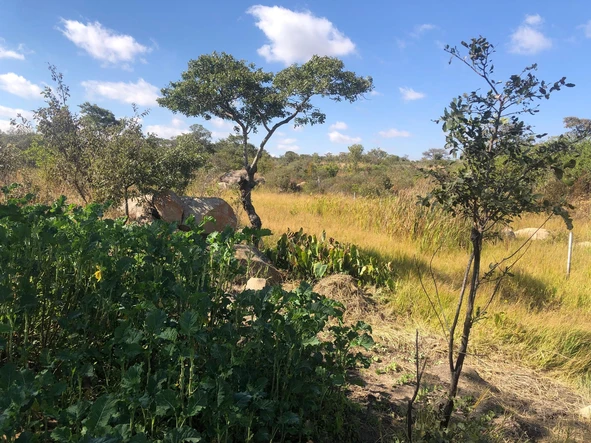 Farm & Agricultural Land