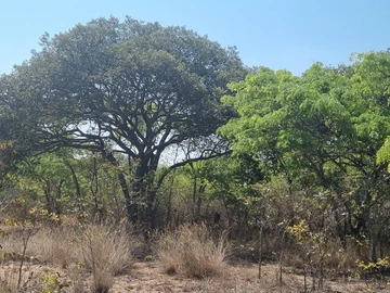 Farm & Agricultural Land