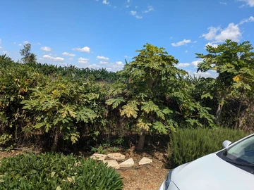 Farm & Agricultural Land