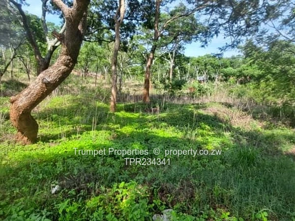 98ha Tree-Lined Arable & Grazing Farm Near Marondera
