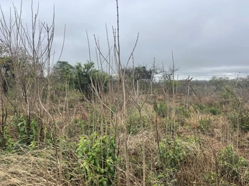 Land