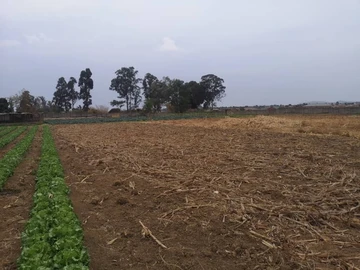 Farm & Agricultural Land
