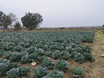 Farm & Agricultural Land