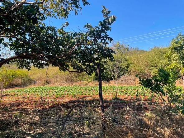 Farm & Agricultural Land